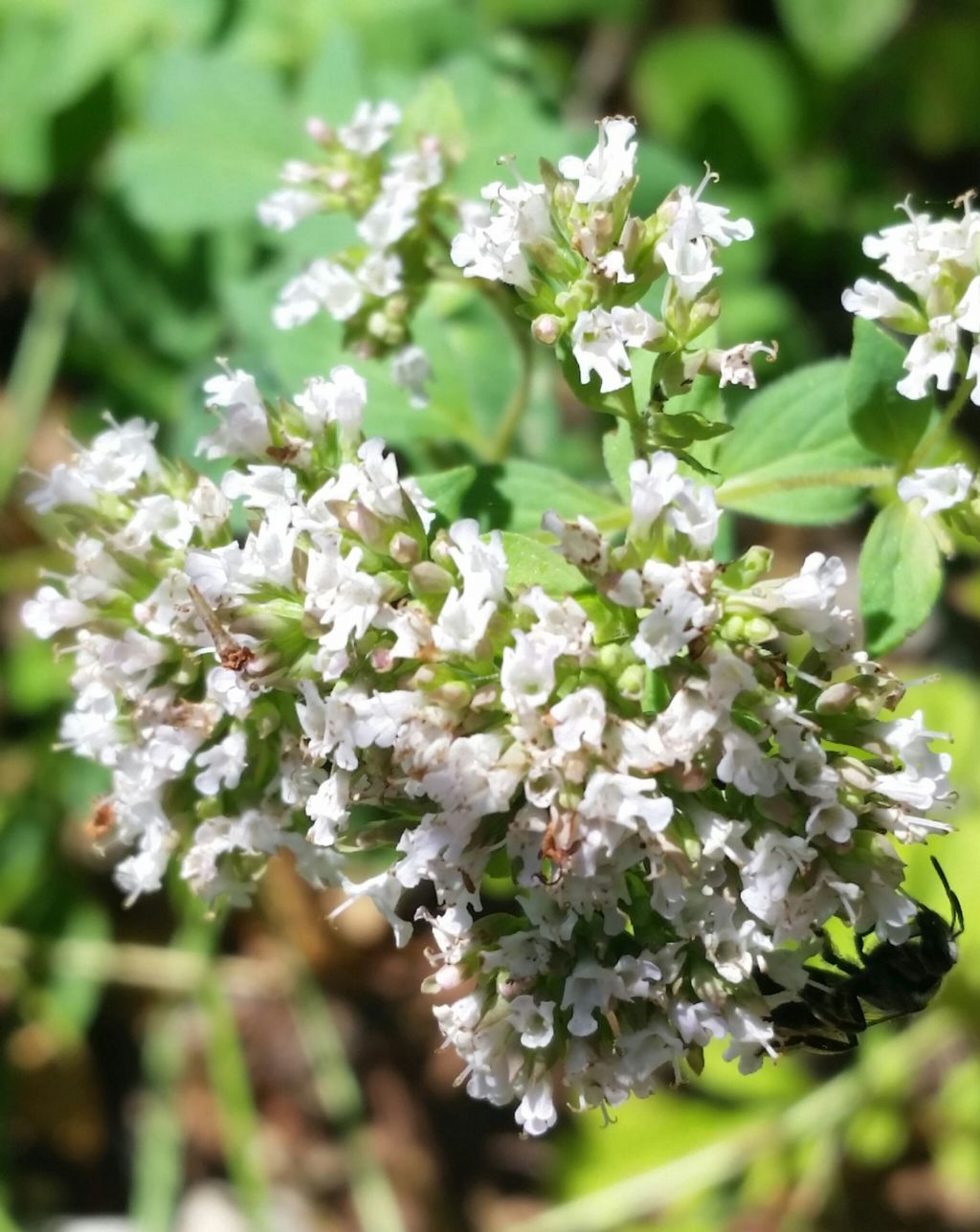 Origanum vulgare?